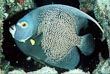 French Angel Fish